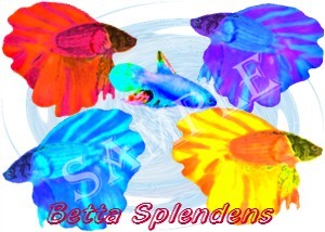 Betta Splendens shirts, clocks and mousepads