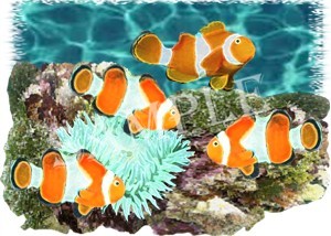 Clownfish shirts, clocks and mousepads