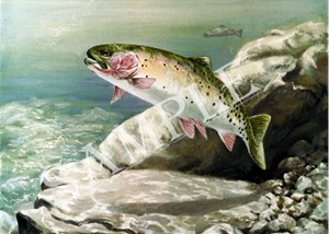 Cutthroat Trout shirts, clocks and mousepads