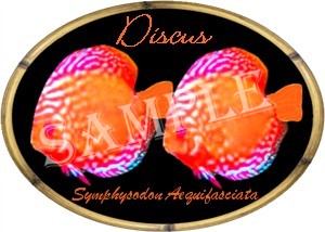 Discus shirts, clocks and mousepads at Aquarium Addict.com.