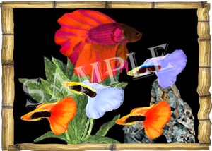 Guppy Betta shirts, clocks and mousepads