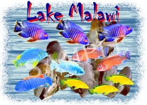 Lake Malawi shirts, clocks and mousepads