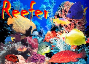 Reef shirts, clocks and mousepads