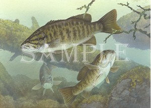 Smallmouth Bass shirts, clocks and mousepads